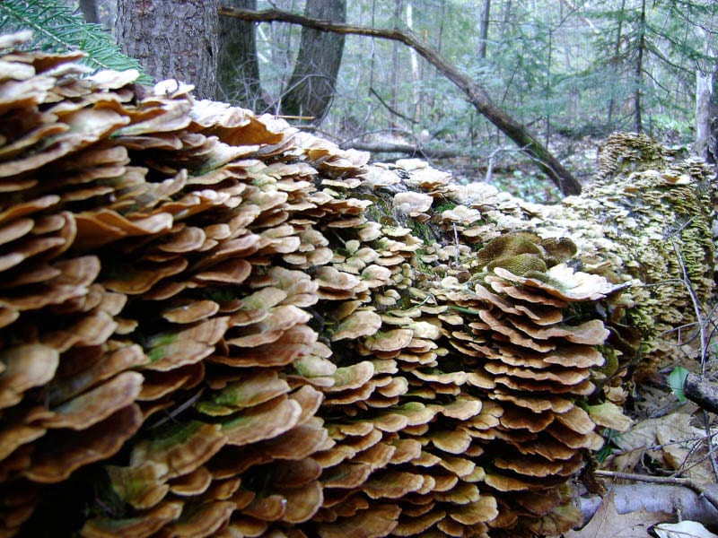 Association des riverains lac d'Eupen nature champignons mycologie