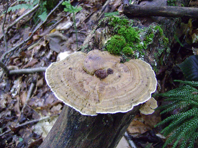 Association des riverains lac d'Eupen nature champignons mycologie
