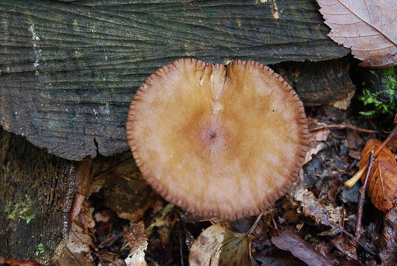 Association des riverains lac d'Eupen nature champignons mycologie